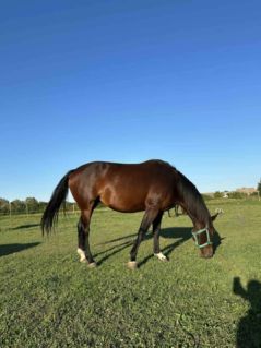 Elad� 6 �ves appaloosa kanca 
