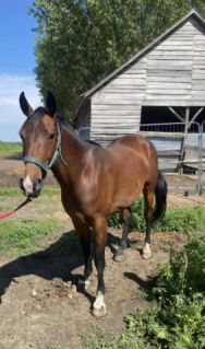 Elad� 6 �ves appaloosa kanca 