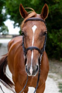 Elad 7 ves magyar sportl kanca 