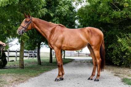 Elad 7 ves magyar sportl kanca 