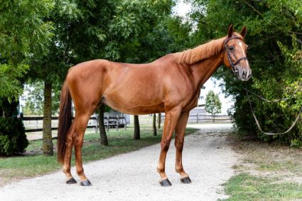 Elad 7 ves magyar sportl kanca 