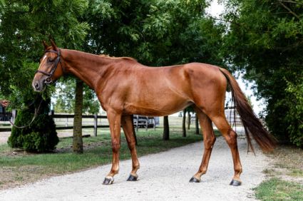 Elad 7 ves magyar sportl kanca 