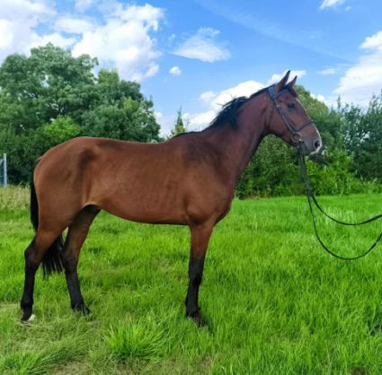 Elad 4 ves magyar sportl herlt 