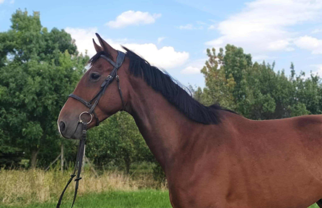 Elad 4 ves magyar sportl herlt 