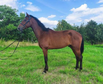 Elad 4 ves magyar sportl herlt 