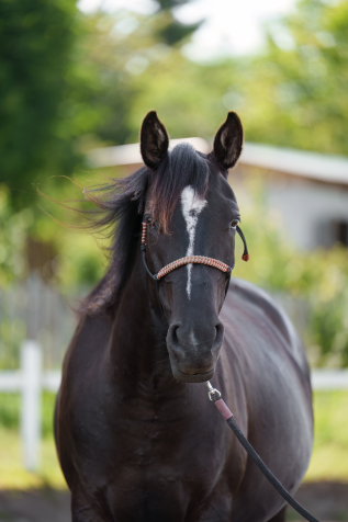 Elad� 5 �ves sportaloosa kanca 