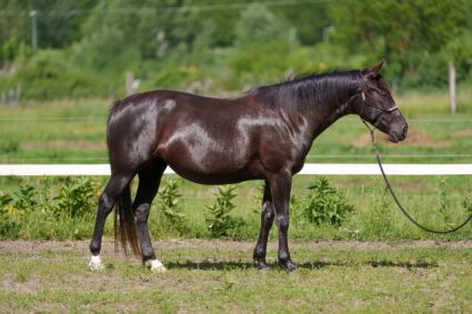 Elad� 5 �ves sportaloosa kanca 