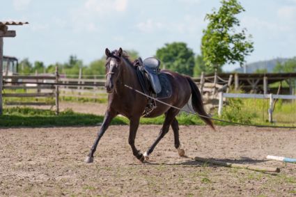 Elad� 5 �ves sportaloosa kanca 