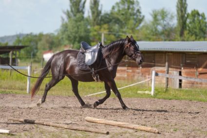 Elad� 5 �ves sportaloosa kanca 