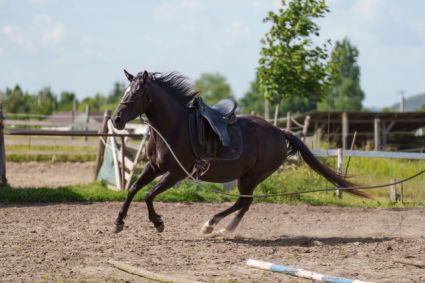 Elad� 5 �ves sportaloosa kanca 