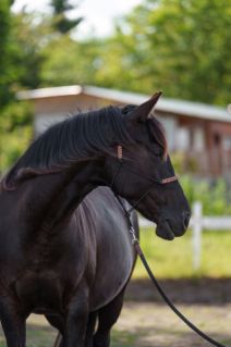 Elad� 5 �ves sportaloosa kanca 