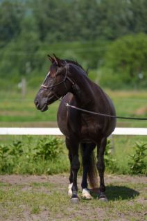 Elad� 5 �ves sportaloosa kanca 