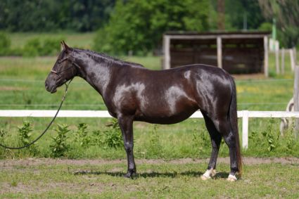 Elad� 5 �ves sportaloosa kanca 