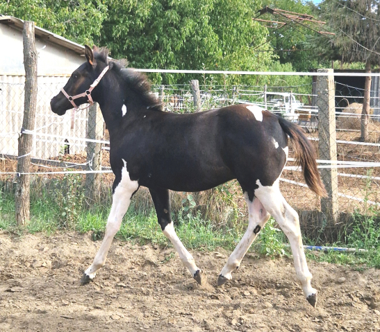 Elad� 1 �ves painthorse m�n 