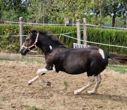 Elad� 1 �ves painthorse m�n 