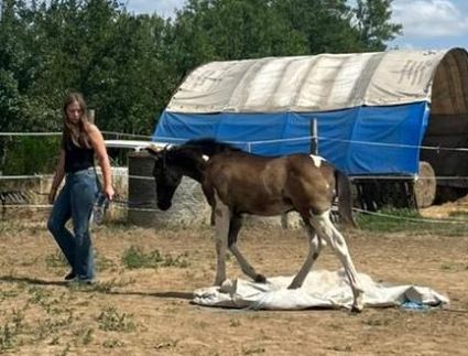 Elad� 1 �ves painthorse m�n 