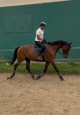 Elad 9 ves magyar sportl kanca 