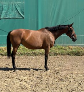 Elad 9 ves magyar sportl kanca 