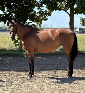 Elad 9 ves magyar sportl kanca 