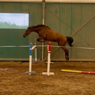 Elad 9 ves magyar sportl kanca 