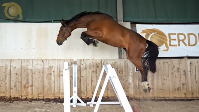 Elad 2 ves zangersheide  kanca 