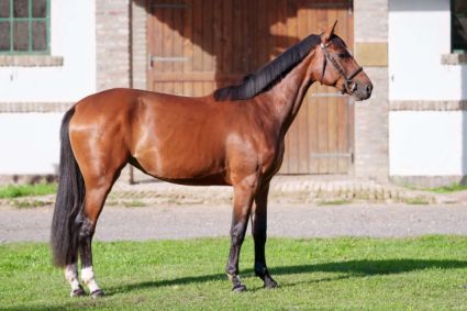 Elad 2 ves zangersheide  kanca 