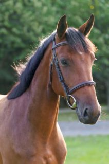 Elad 2 ves zangersheide  kanca 