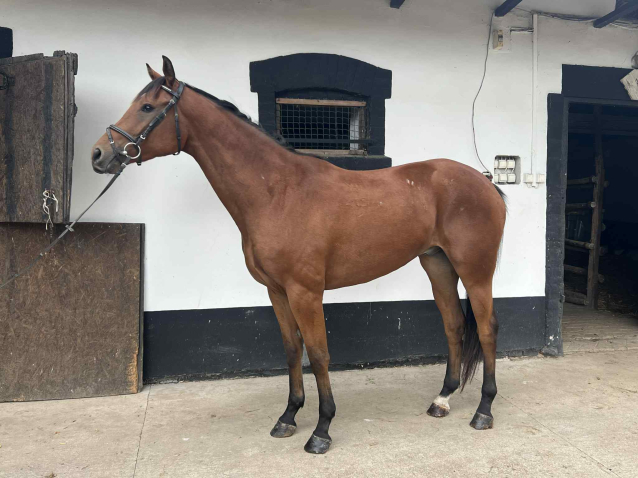 Elad� 4 �ves kisb�ri f�lv�r her�lt 