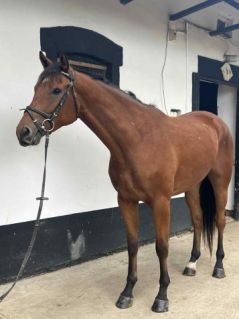 Elad� 4 �ves kisb�ri f�lv�r her�lt 