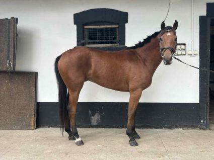 Elad� 4 �ves kisb�ri f�lv�r her�lt 