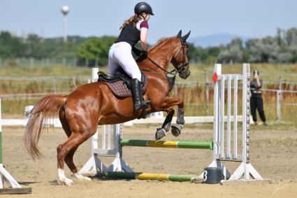 Elad 12 ves kisbri flvr herlt 