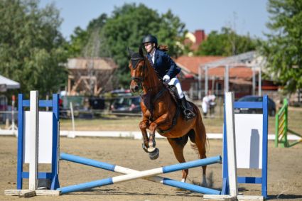 Elad 12 ves kisbri flvr herlt 