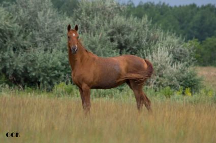 Elad� 10 �ves akhal-teke kanca 