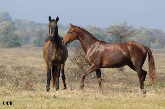 Elad� 10 �ves akhal-teke kanca 