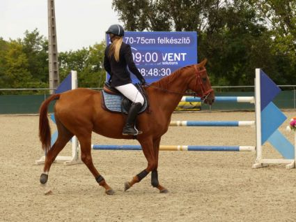 Elad� 10 �ves akhal-teke kanca 