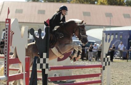 Elad� 10 �ves haflingi her�lt 