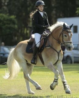 Elad� 10 �ves haflingi her�lt 