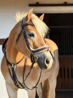 Elad� 10 �ves haflingi her�lt 