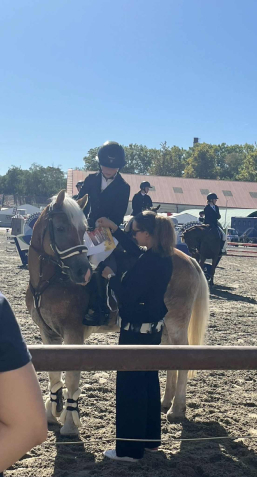 Elad� 10 �ves haflingi her�lt 