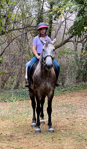 Elad 10 ves lipicai herlt 