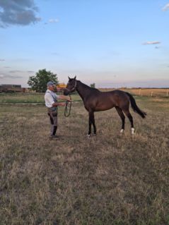Elad� 6 �ves angol teliv�r kanca 