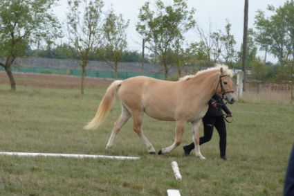 Elad 3 ves sportpni kanca 