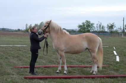 Elad 3 ves sportpni kanca 