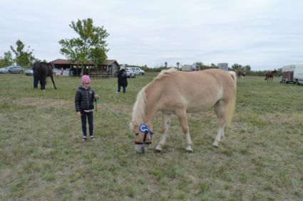 Elad 3 ves sportpni kanca 