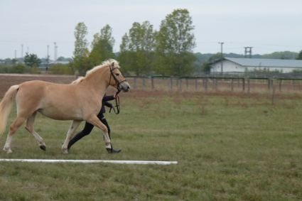 Elad 3 ves sportpni kanca 