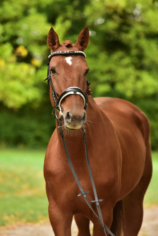 Elad 6 ves hannoveri kanca 