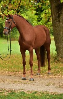 Elad 6 ves hannoveri kanca 