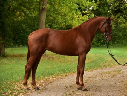 Elad 6 ves hannoveri kanca 