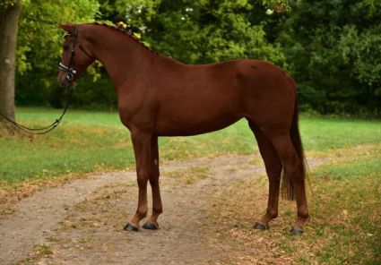 Elad 6 ves hannoveri kanca 