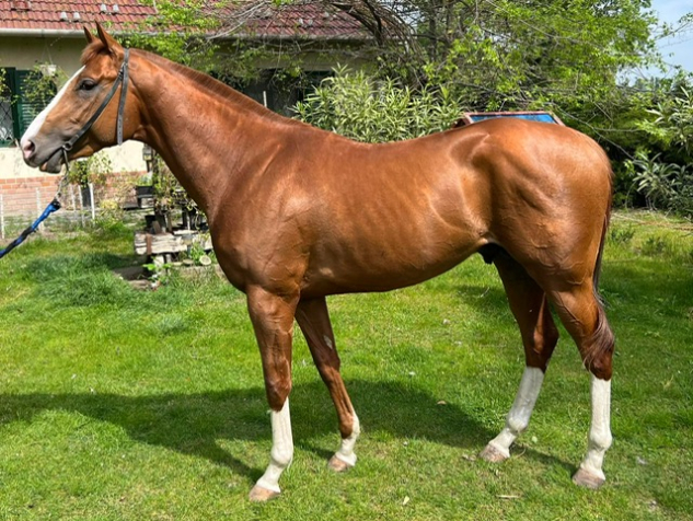 Elad� 5 �ves angol teliv�r m�n 